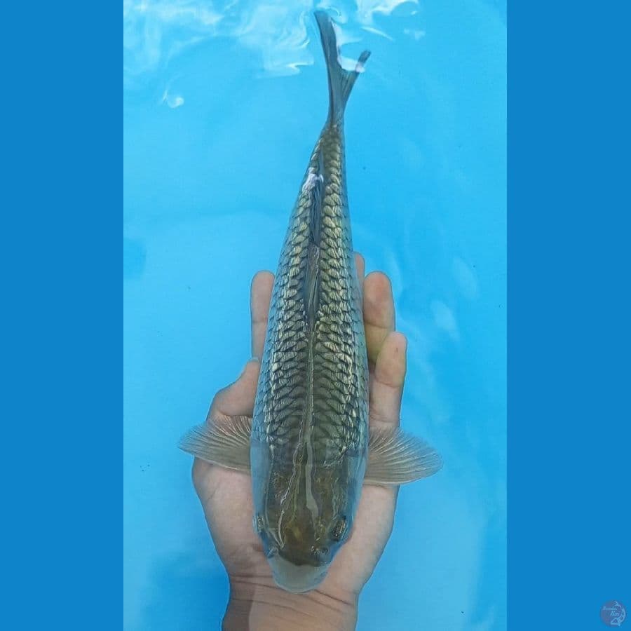 soragoi ginrin - 30cm
