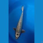 MUKASI 35 cm/MALE