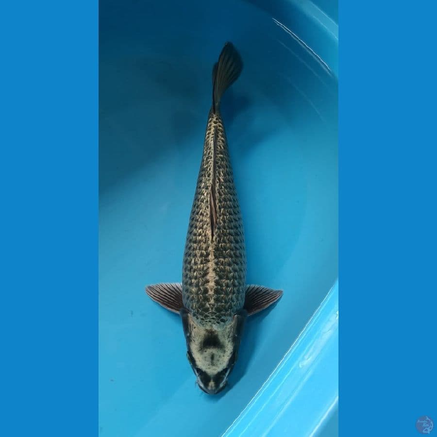 MUKASI 35 cm/MALE