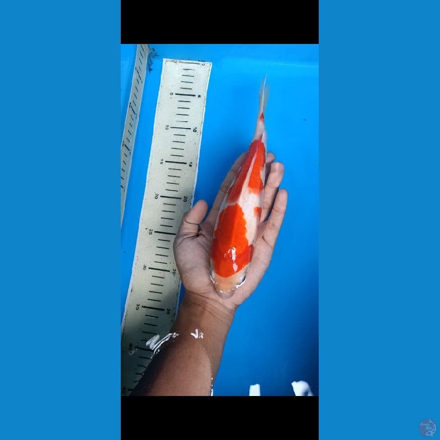 kohaku original 24cm