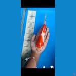 kohaku original 24cm