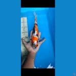 original showa sansoku 33cm 
