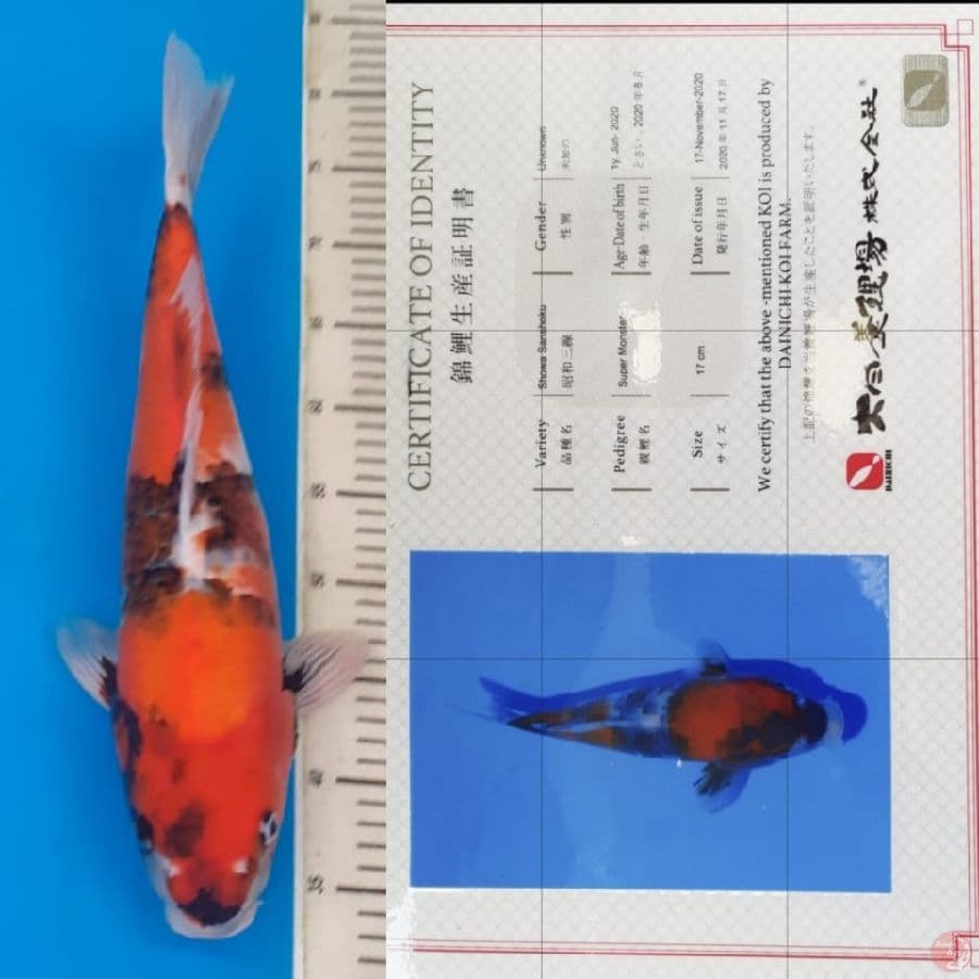 Showa " Dainichi" 45bu import