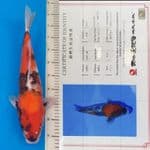 Showa " Dainichi" 45bu import