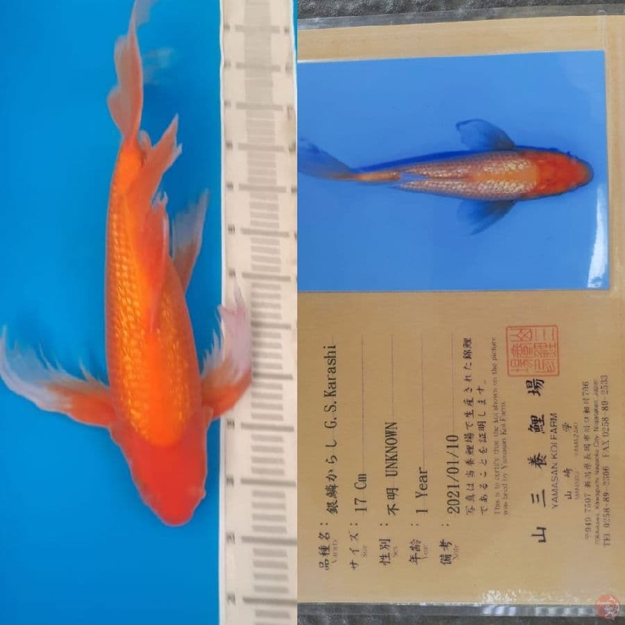 karashi slayer 'Yamasan' 55bu