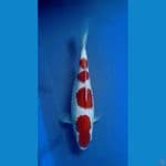 Kohaku Istimewa 4step 30bu