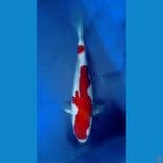Kohaku Deep Red Super White 30cm
