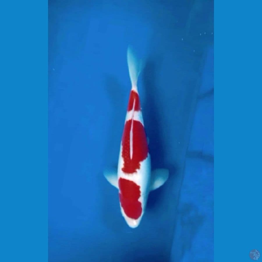 Kohaku Bulky Merah Darah 30cm