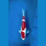 Kohaku Bulky Merah Darah 30cm