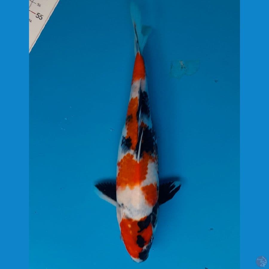 showa 25cm
