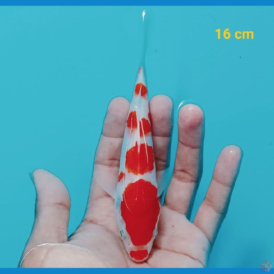 kohaku 16 cm