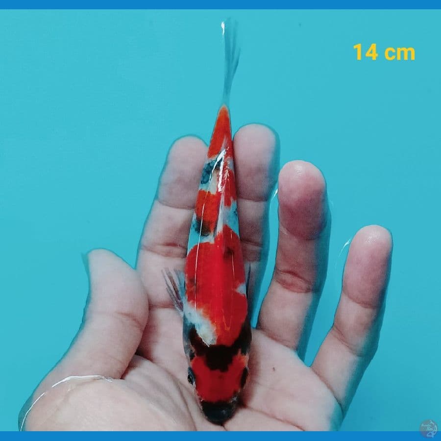 Maruten 14 cm