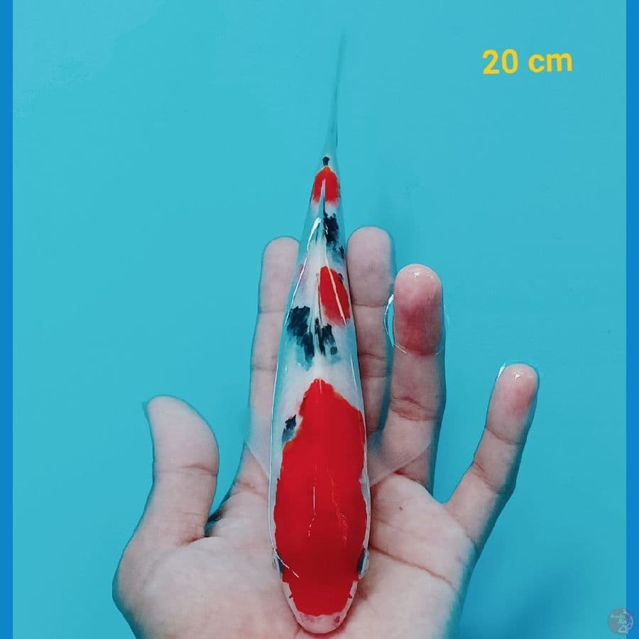 sanke 20 cm