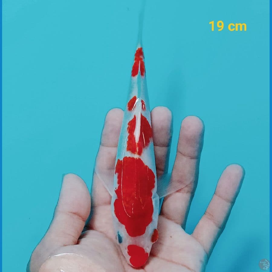 Kohaku 19 cm