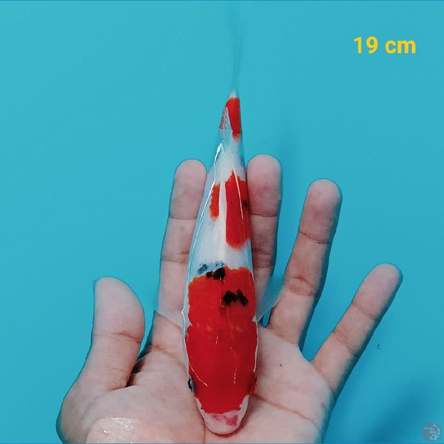 sanke 19 cm