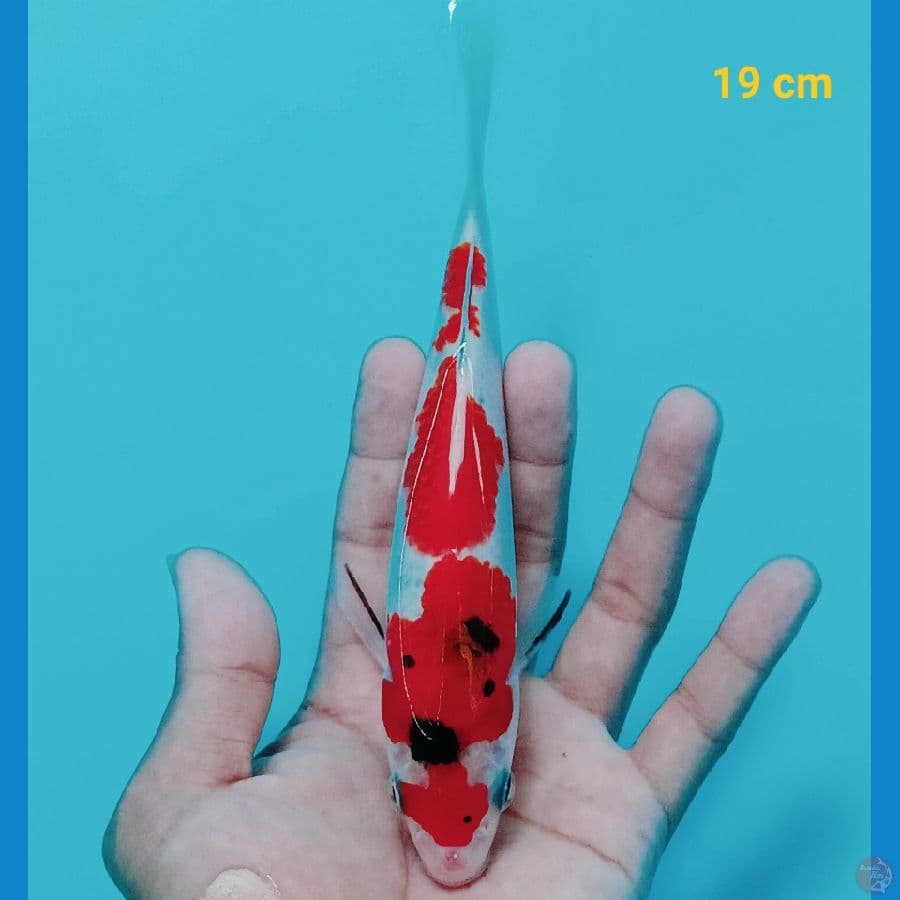 Sanke 19 cm