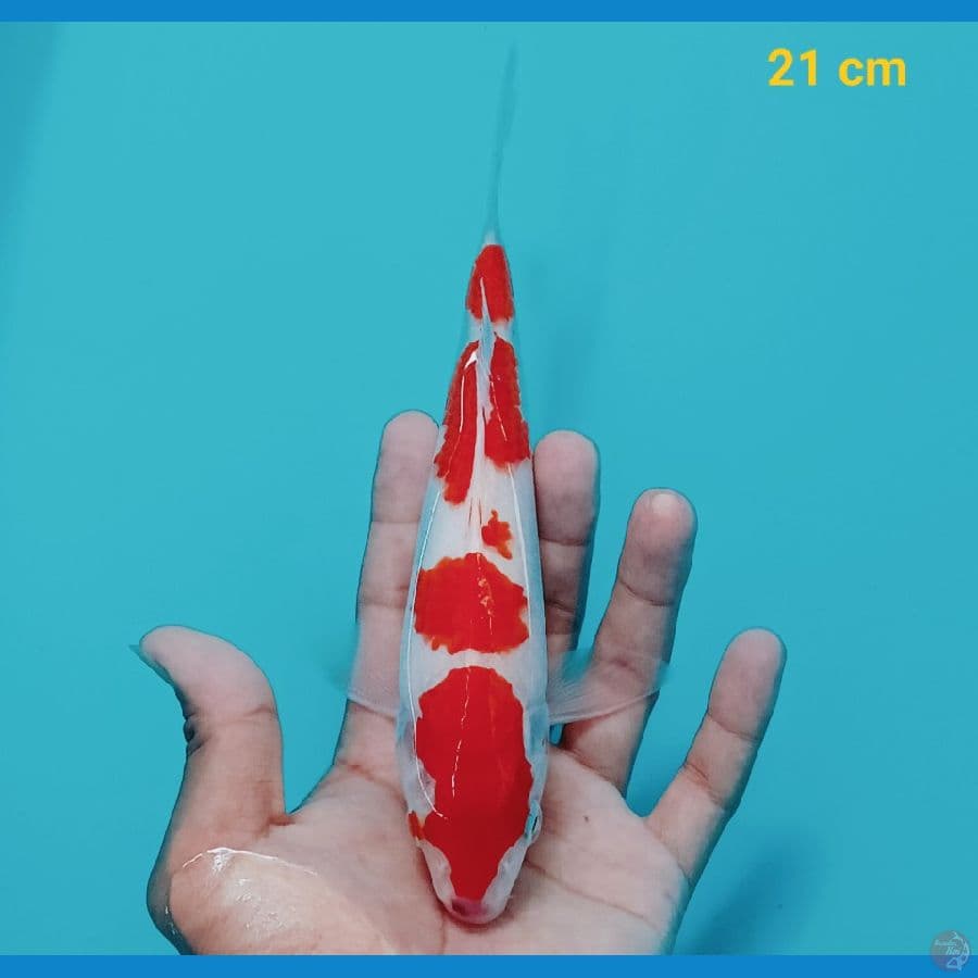 Kohaku 21 cm