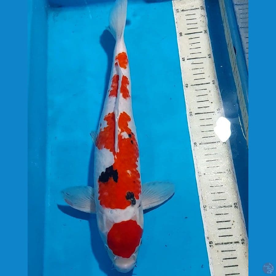 KINDAI SHOWA 42 CM