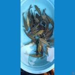 paket 30 ekor