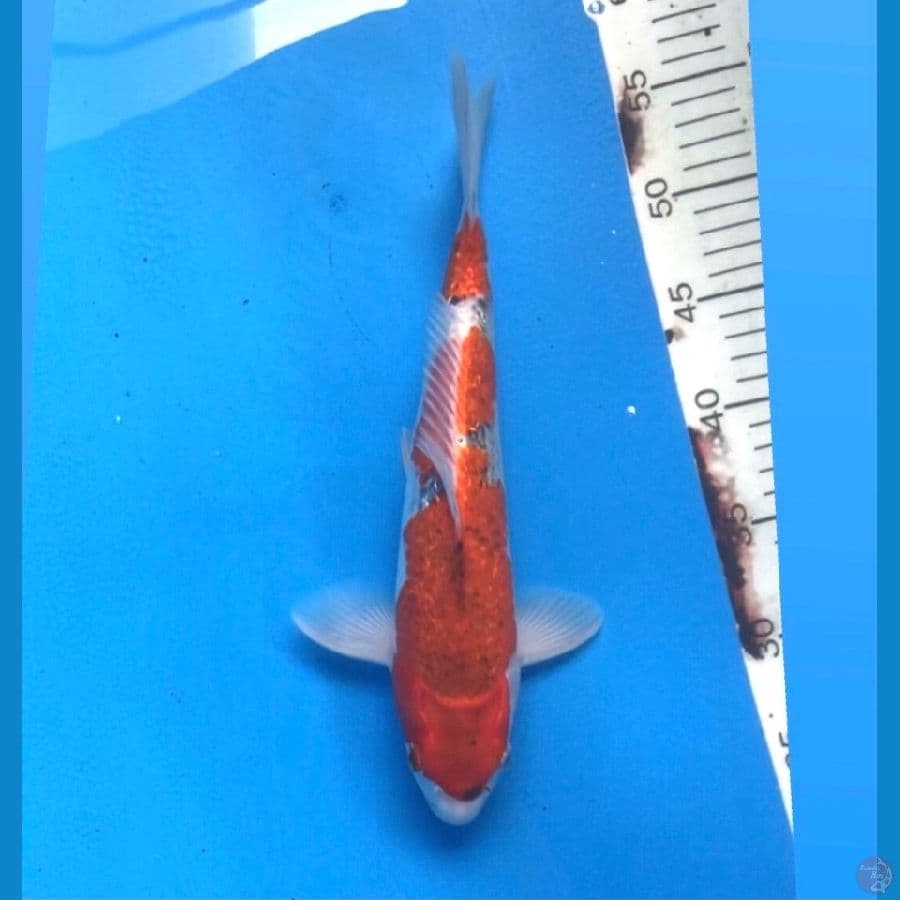 ~GOSHIKI GINRIN 31CM/MALE~