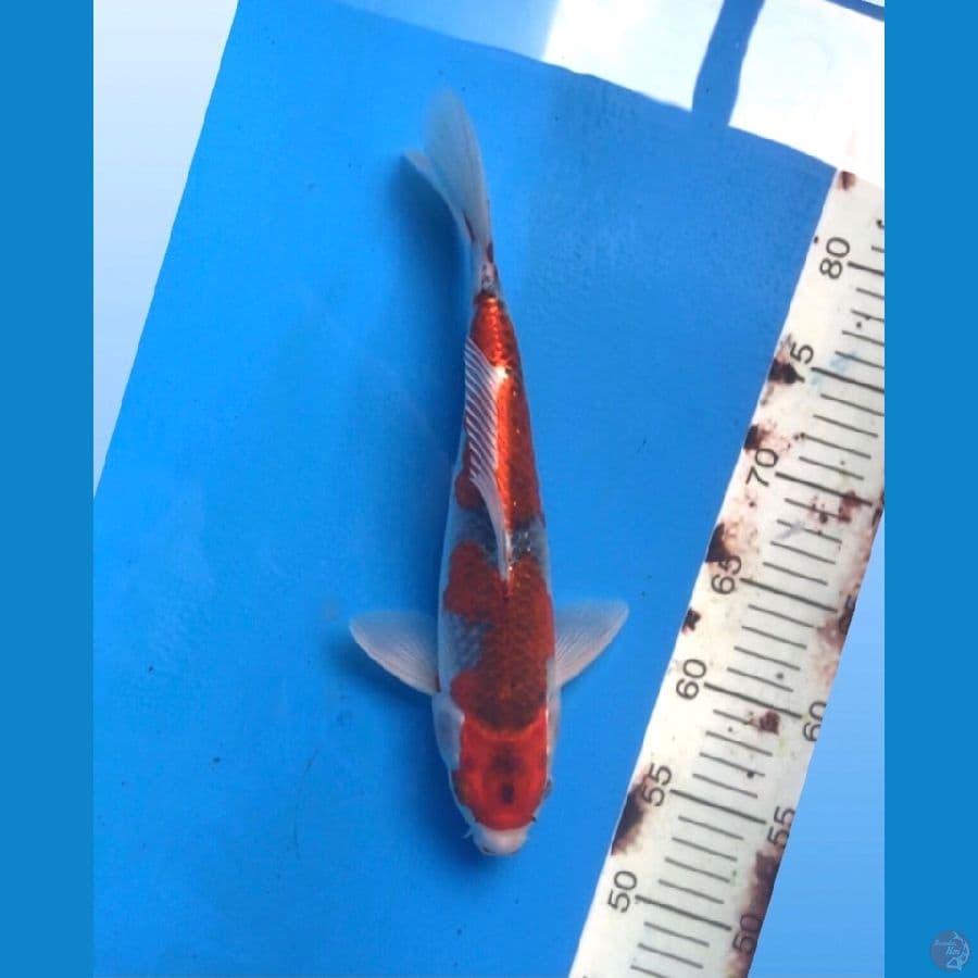 ~GOSHIKI 2 STEP 31CM/MALE~