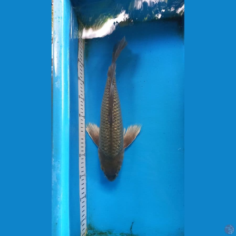 KUMPAY SORAGHOI