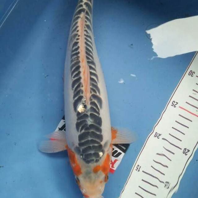 Shusui 35cm jumbo tosai