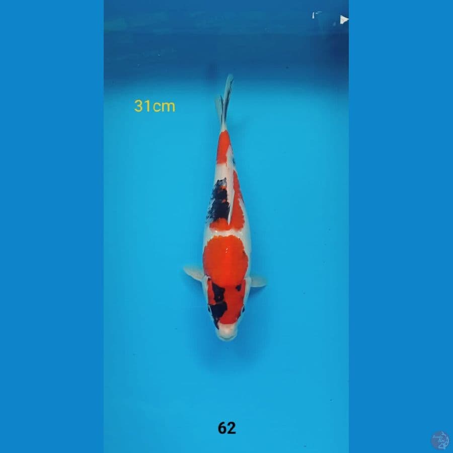showa 31cm