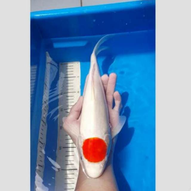 Tancho 40cm /kating aman
