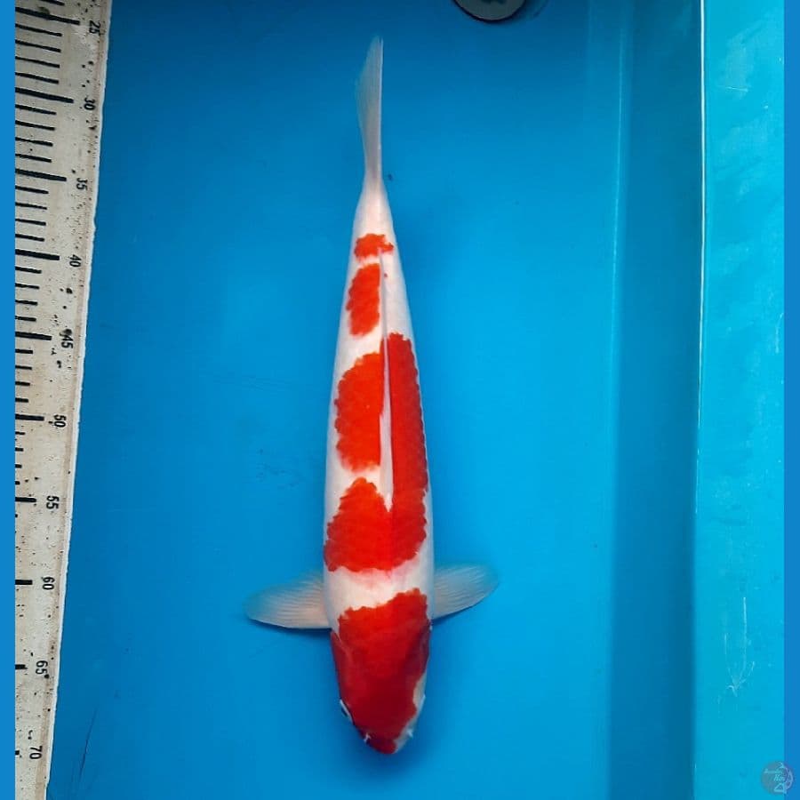 NKF/ JT Kohaku 45cm Male