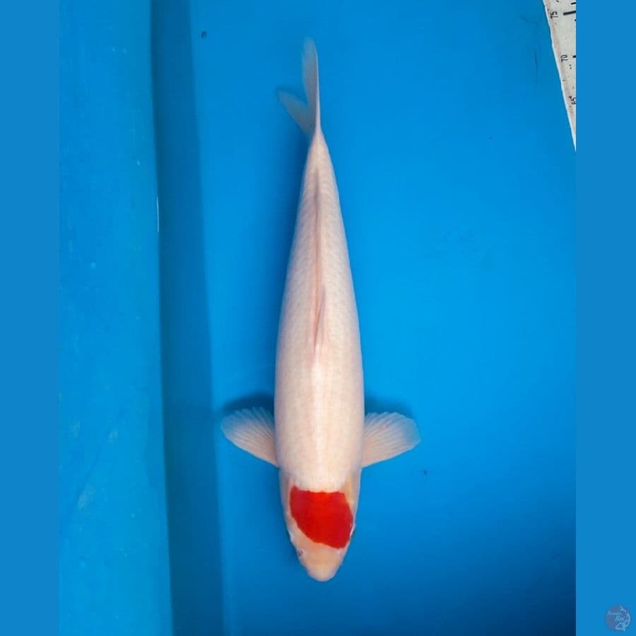 NKF/ JT Tancho Kohaku 48cm Male
