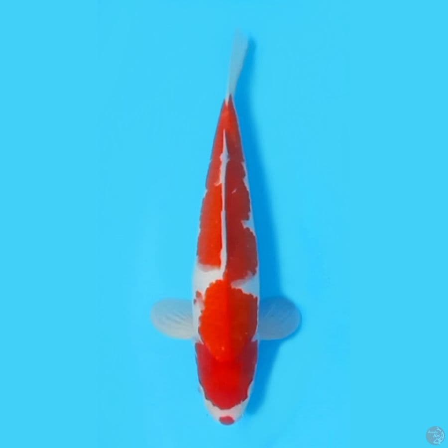 KOHAKU ~33cm/MALE~