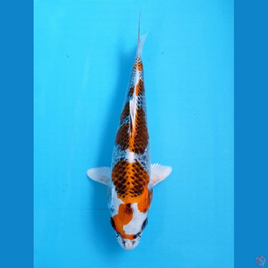 kujaku 25 cm