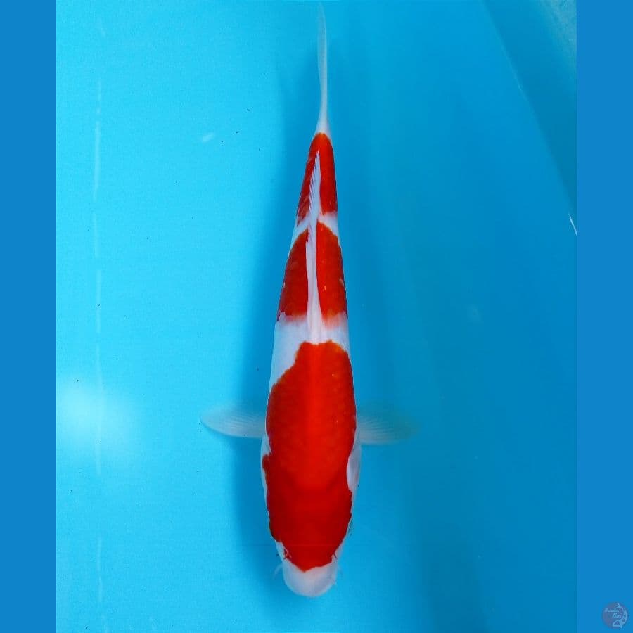 kohaku 26cn