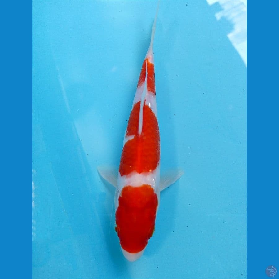 kohaku 20 cm