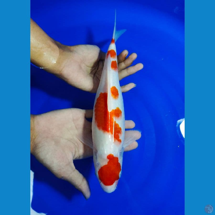 MARUTEN KOHAKU 32cm
