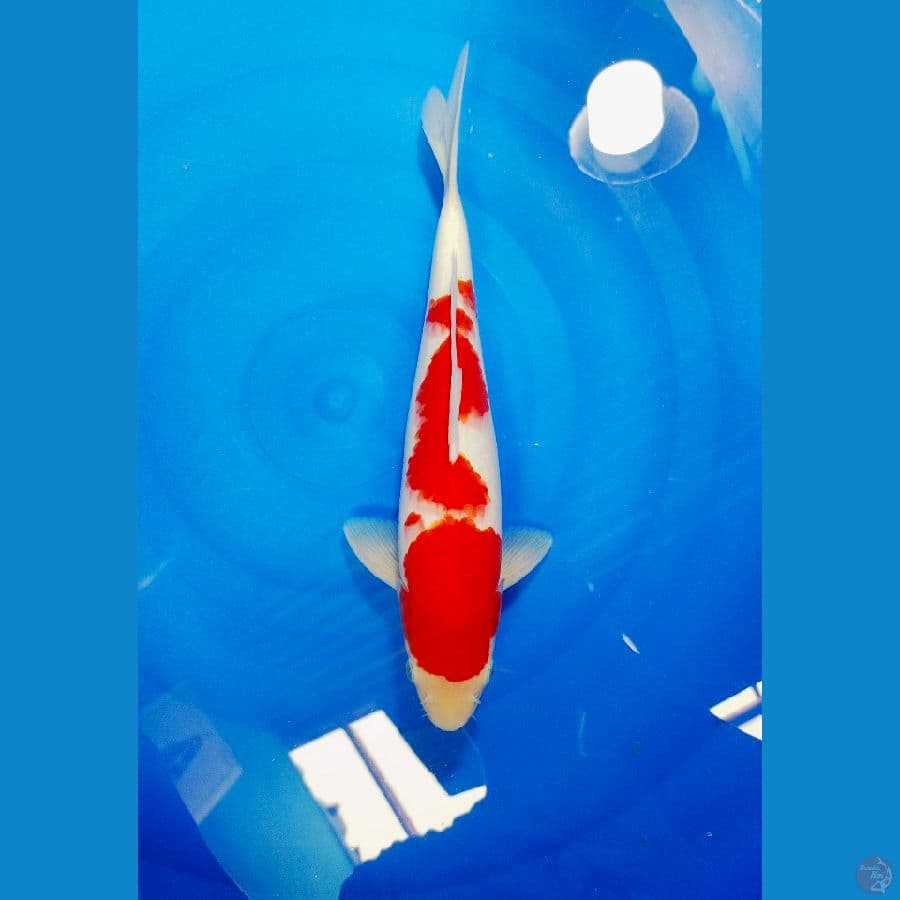 KOHAKU 32CM