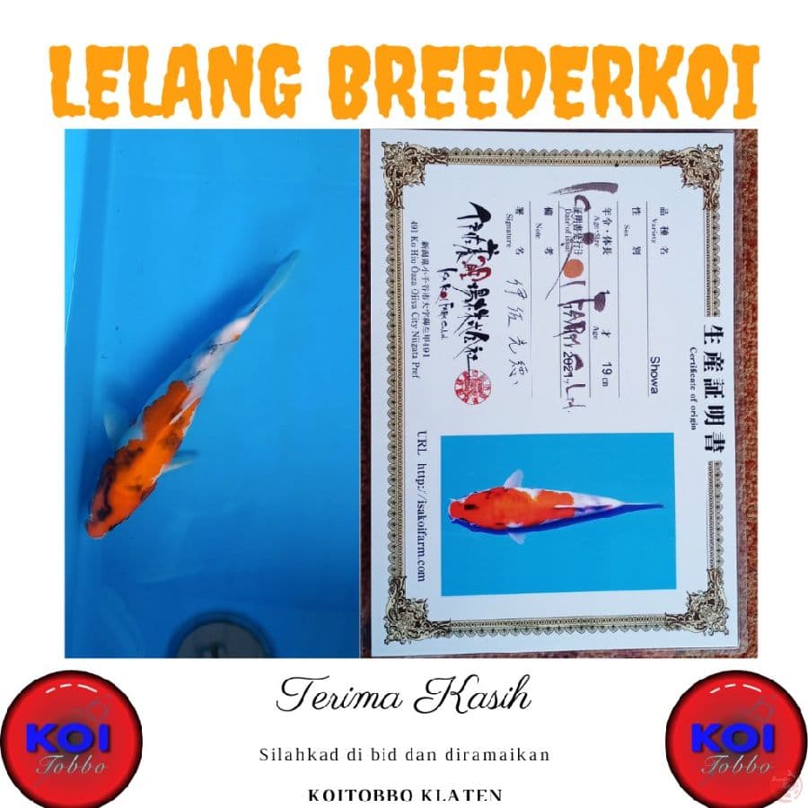 Showa Import 27cm Sertifikat
