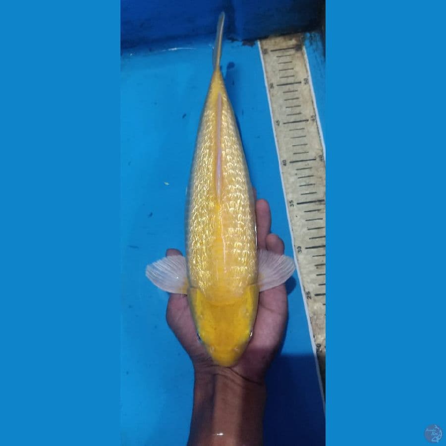 karashi ginrin mata merah