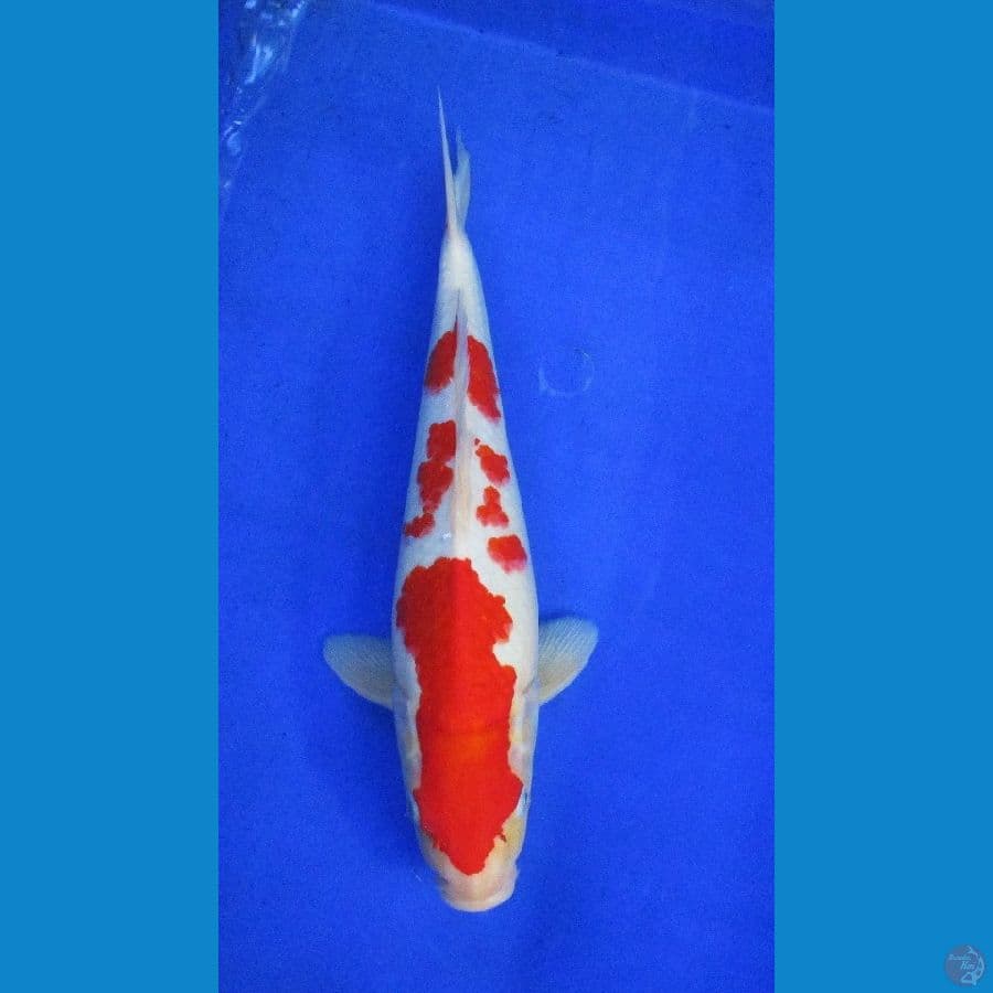 kohaku ±34cm jantan