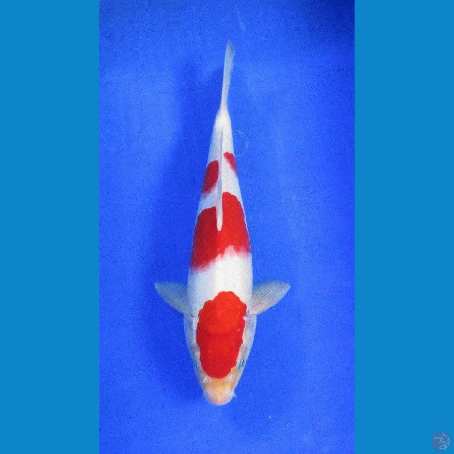 kohaku ±28cm jantan