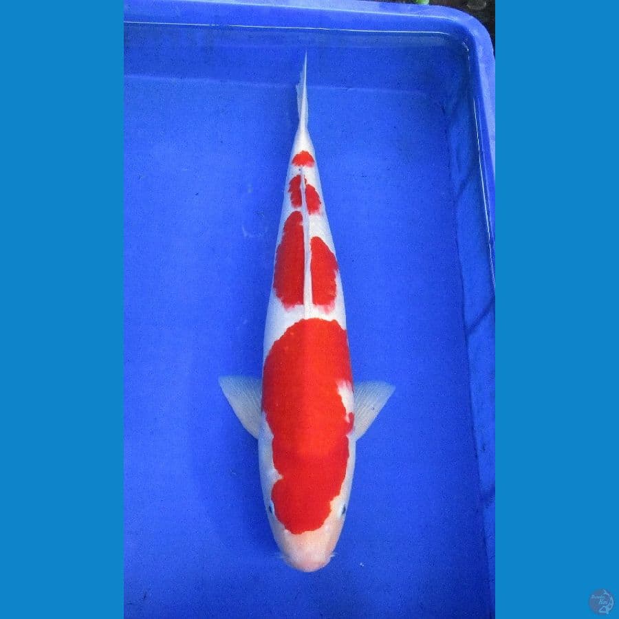kohaku 50bu red stronge