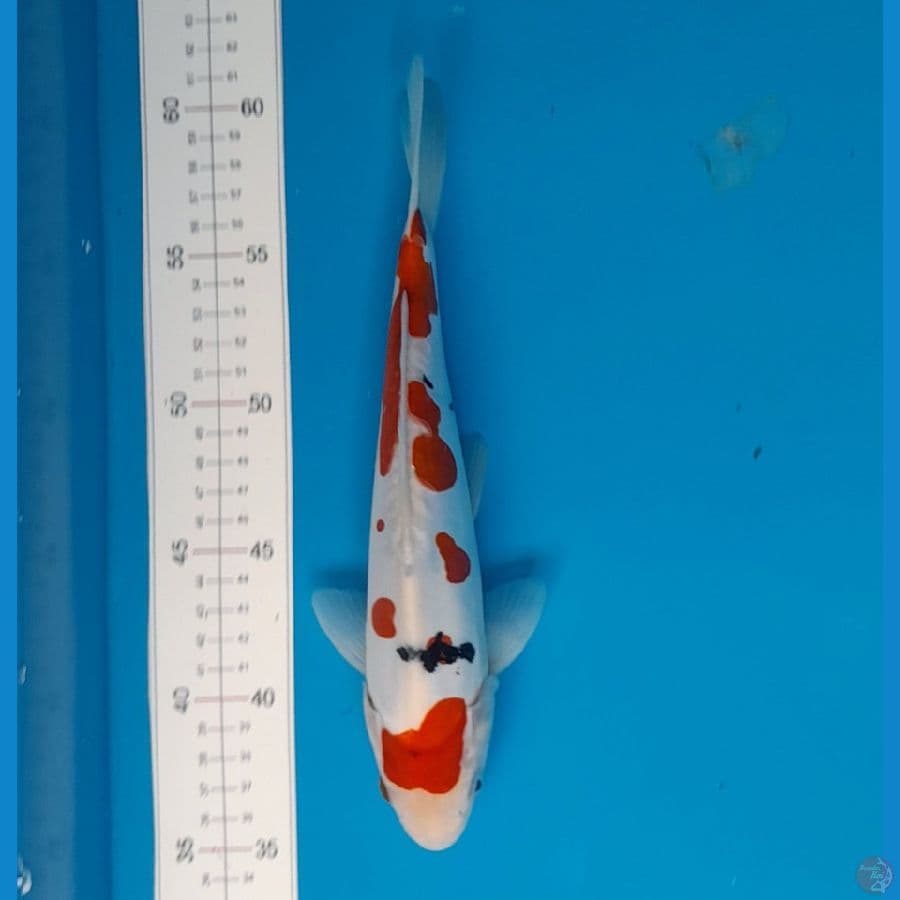 doitsu 27cm