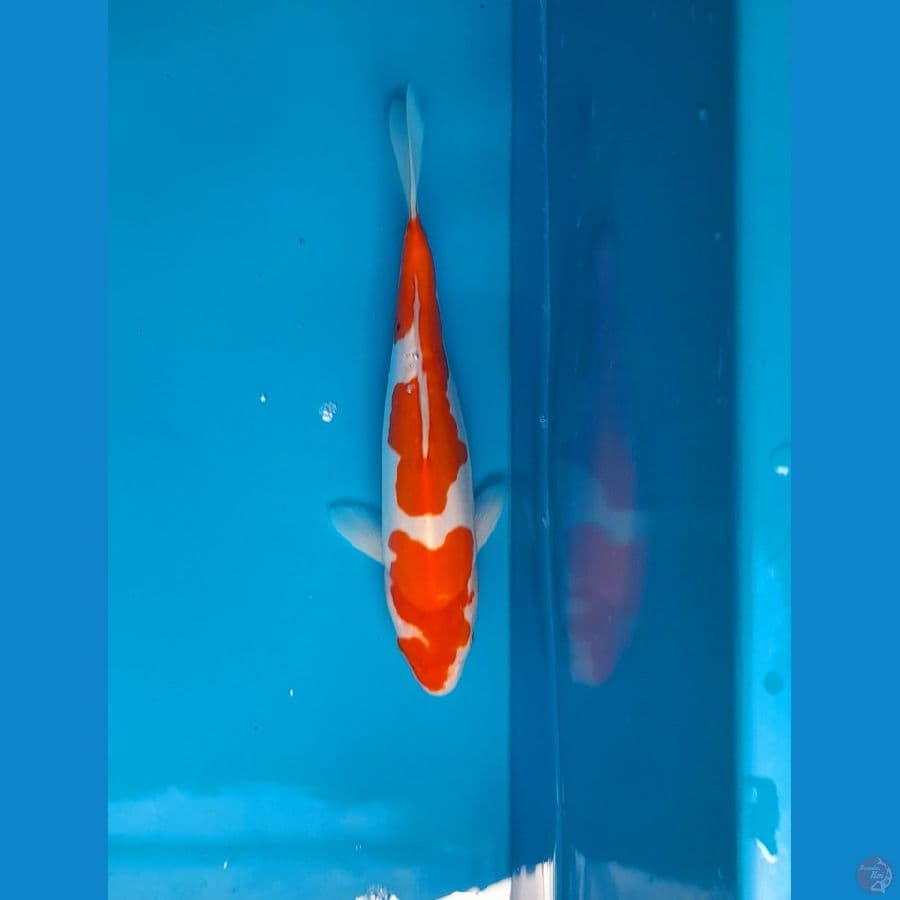 doitsu 27 cm