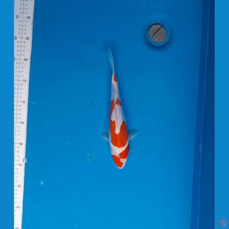 doitsu 27cm
