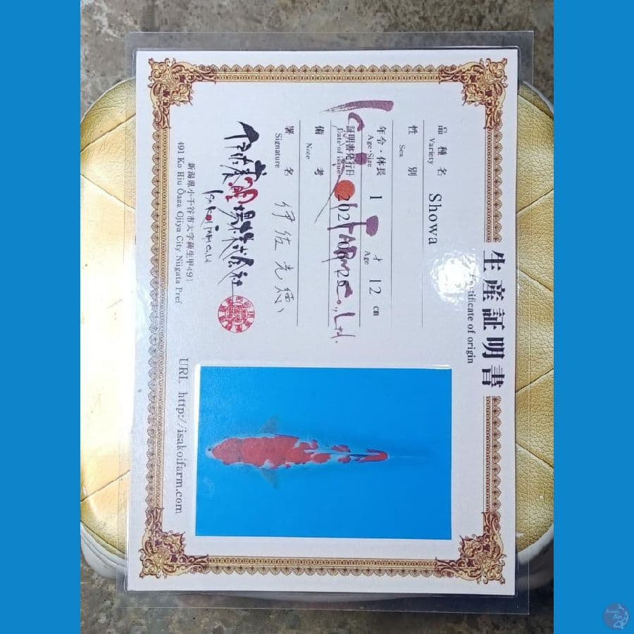 Showa Serti Isa Farm 35cm