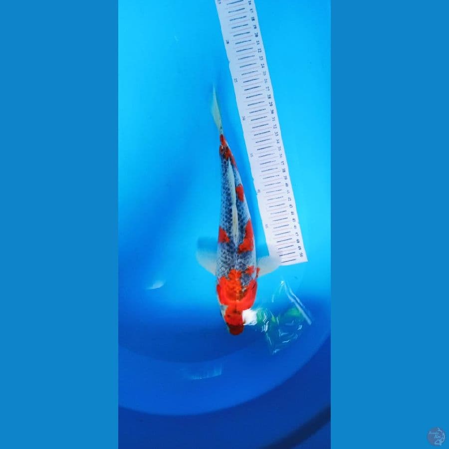 GHOSIKI STRONG 35CM