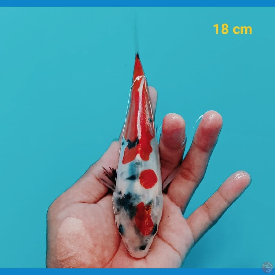 Showa Doit 18 cm