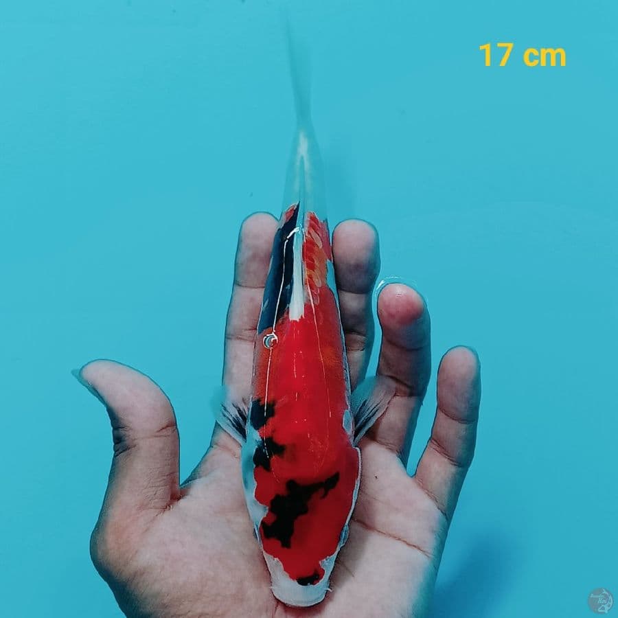Showa Doit 17 cm