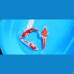 GHOSIKI RACING JOSS 37CM